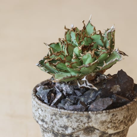Agave titanota filigree Devil × YAMABACHI var. takero pot (3号鉢)  no.412-31