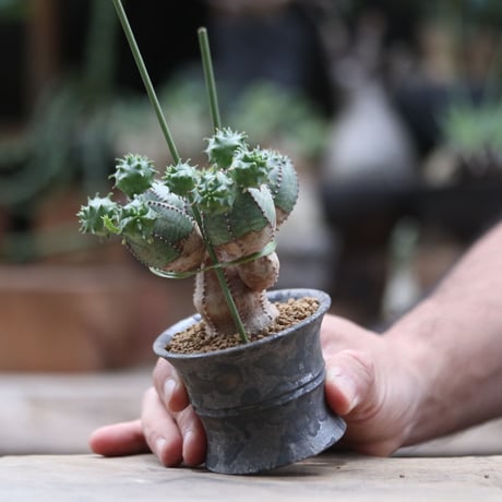ユーフォルビア  オベサ hyb. ／Euphorbia obesa  hyb.  no.103064