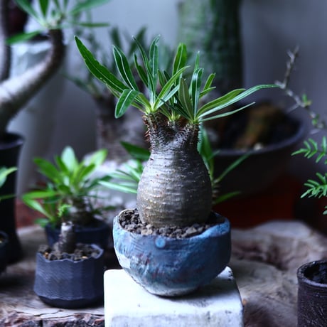 パキポディウム グラキリス   Pachypodium rosulatum var. gracilius no.71908