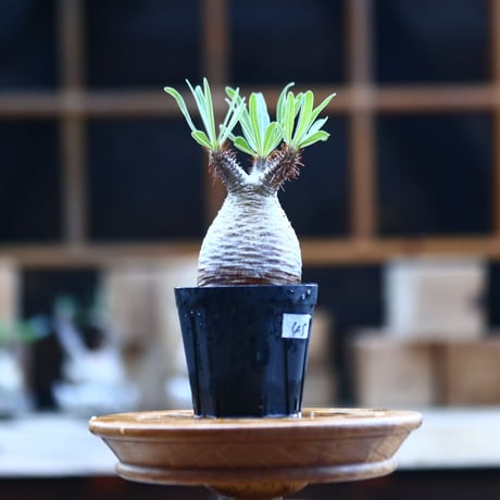 パキポディウム  グラキリス ／Pachypodium  gracilius     no.101745