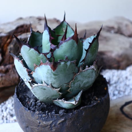 アガベ チタノタ　ブラック＆ブルー  Agave titanota black&bule    no.51907
