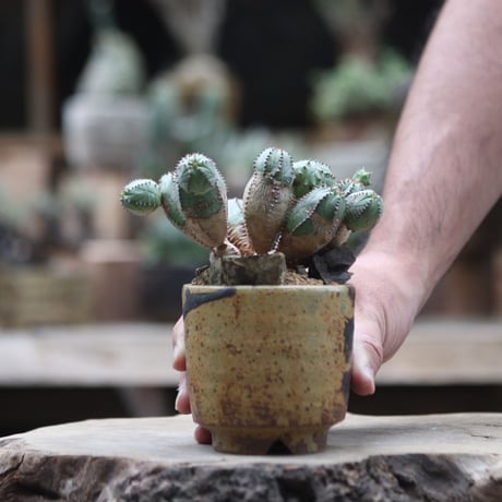 ユーフォルビア  オベサ hyb. ／Euphorbia obesa  hyb.  no.1002/9