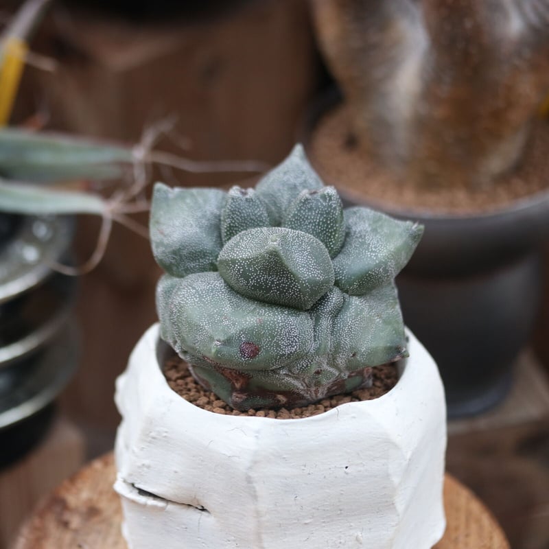 アストロフィツム 亀甲ランポー(宇宙人)台ツキ no.12202 | 芽の巣山