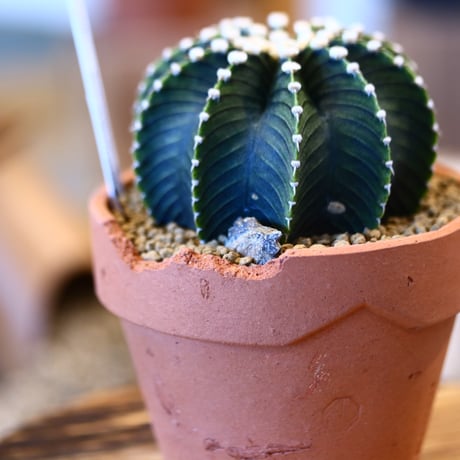 Gymnocalycium friedrichii × YAMABACHI ver. N/OH   no.123155