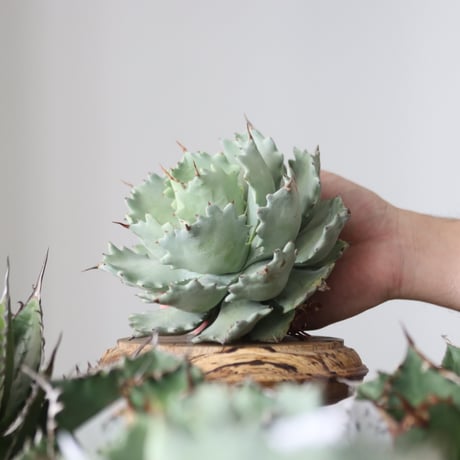 Agave Isthmensis / Style of Chika　no.42181