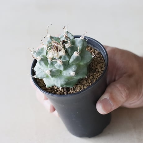 Turbinicarpus alonsoi (2.5号鉢)  no.913/49
