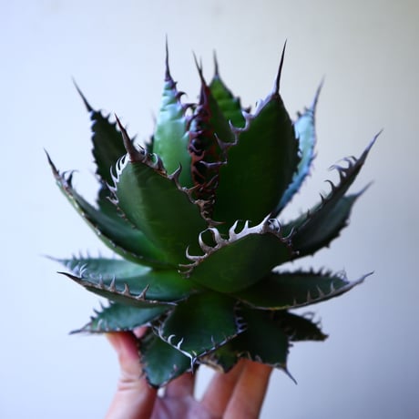 アガベ ホリダ  Agave horrida   no.42804