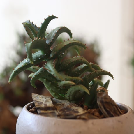 Aloe Castilloniae × Atsushi Funakushi    no.81887