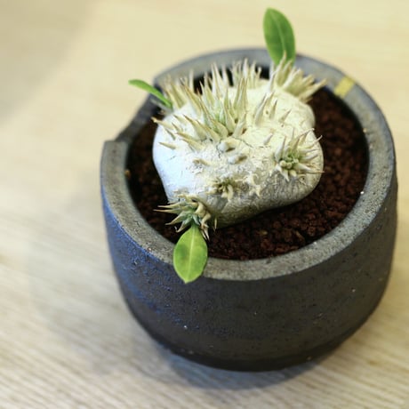 N/OH × Pachypodium  Densicaule    no.61802