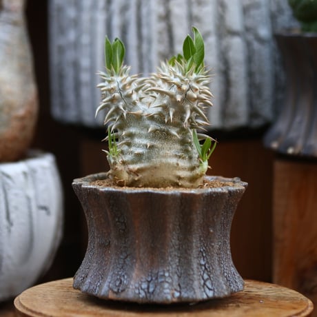 パキポディウム  恵比寿大黒 / Pachypodium  Densicaule    no.31910