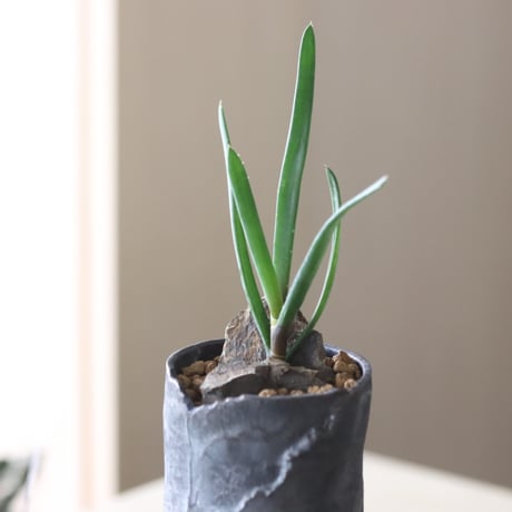 Aloe parallelifolia × Rintaro Nonaka　 no.90811