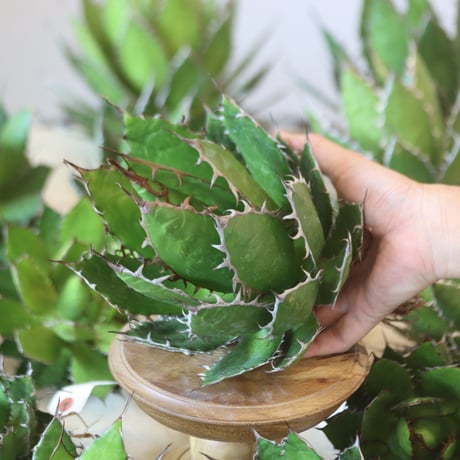 U.S. horrida (Agave horrida) / Style of Chika　no.1215-74