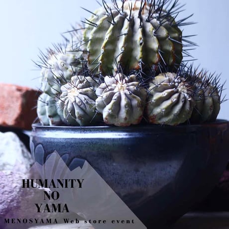コピアポア 黒王丸 　Copiapoa cinerea　    no.42695