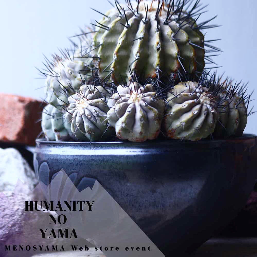 コピアポア 黒王丸 Copiapoa cinerea no.42695 | 芽の巣山