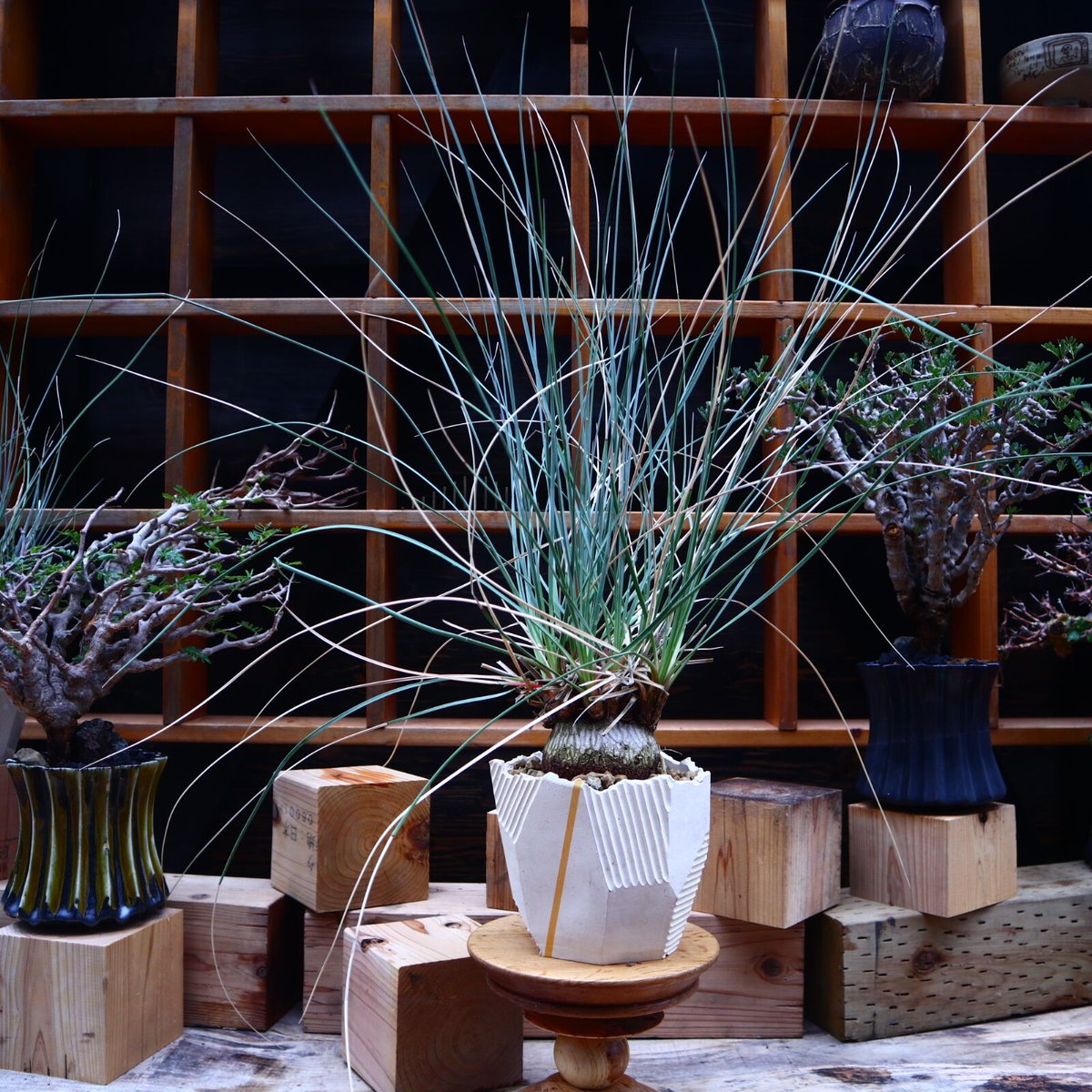 カリバナス フーケリー／Calibanus hookeri no.52307 | 芽の巣山