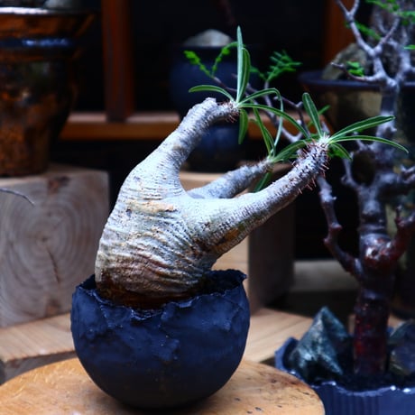 パキポディウム  グラキリス／Pachypodium  gracilius       no.81505