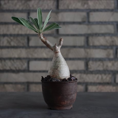 Pachypodium gracilius × ヤクモ / humanity pot (3号)  no.817-6