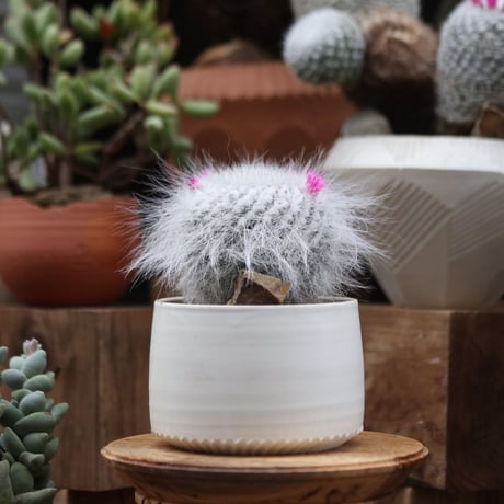 マミラリア 長刺玉翁／Mammillaria hahniana   no.112728