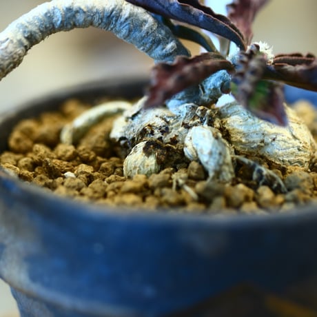 Euphorbia ambovombensis × YAMABACHI var. takero pot  no.123136
