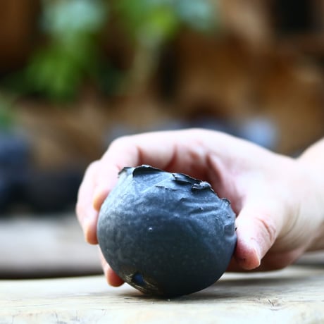 たけろうポット／チギリ／テツ／マメ   no.212-61