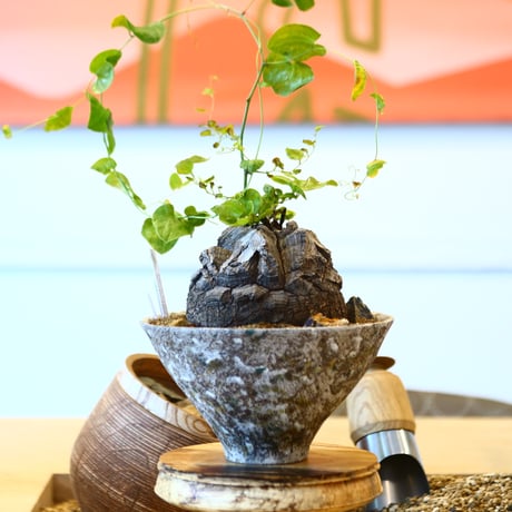 Dioscorea elephantipe × たけろうポット    no.111262