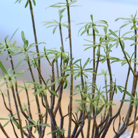 Euphorbia balsamifera  no.32474