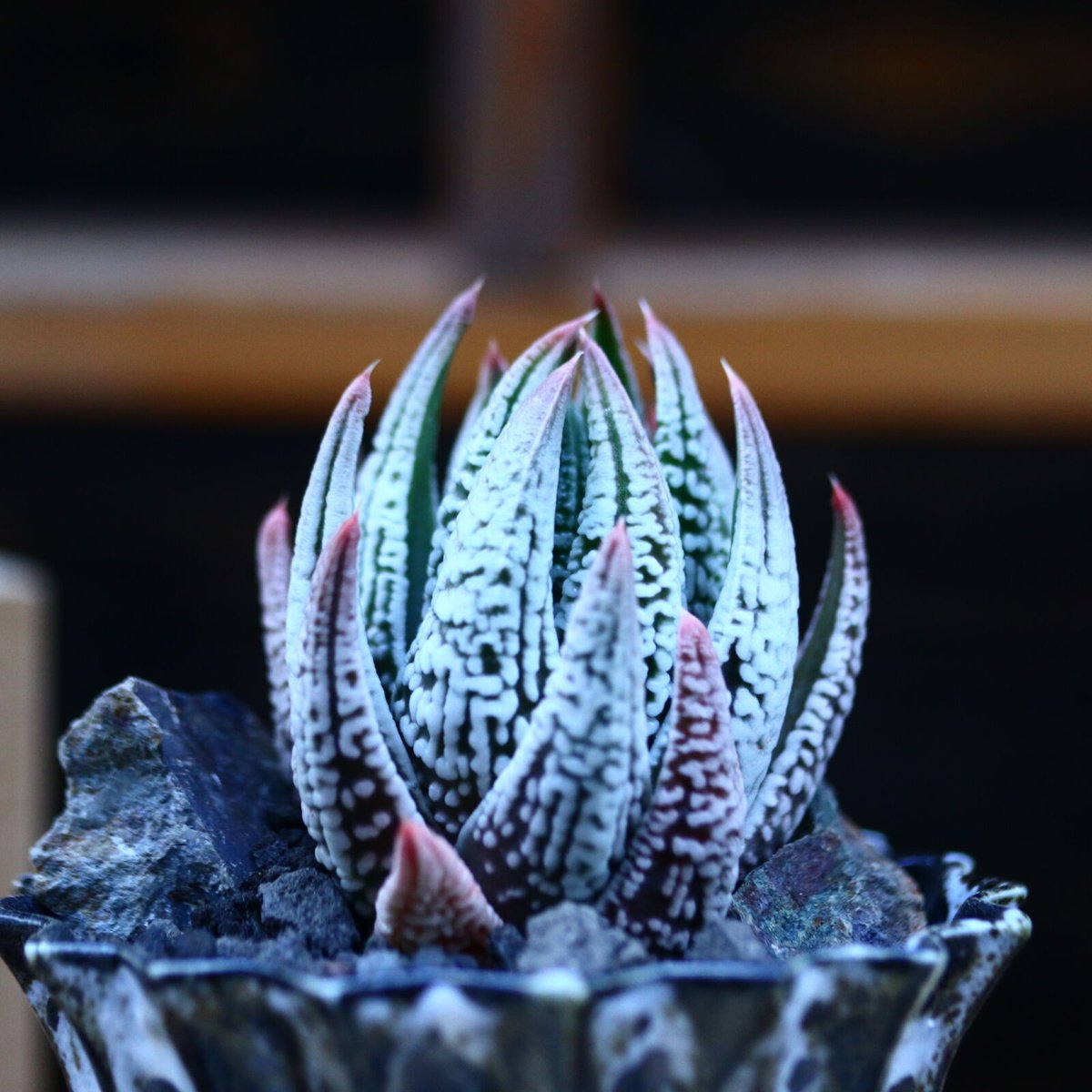 ハオルチア 皇帝／Haworthia 〝Koutei″ no.13078 | 芽の巣山