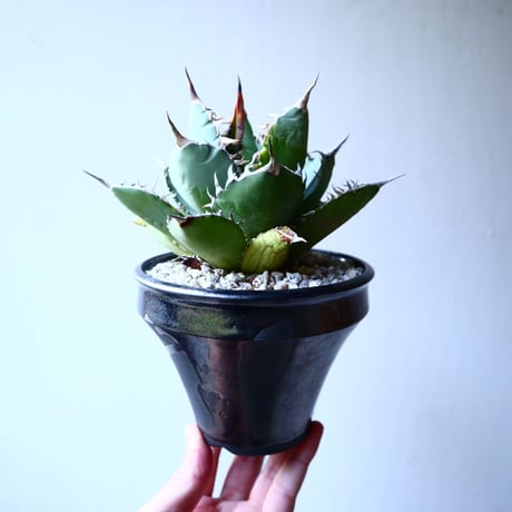 アガベ   チタノタ 　 Agave  titanota   no.121519