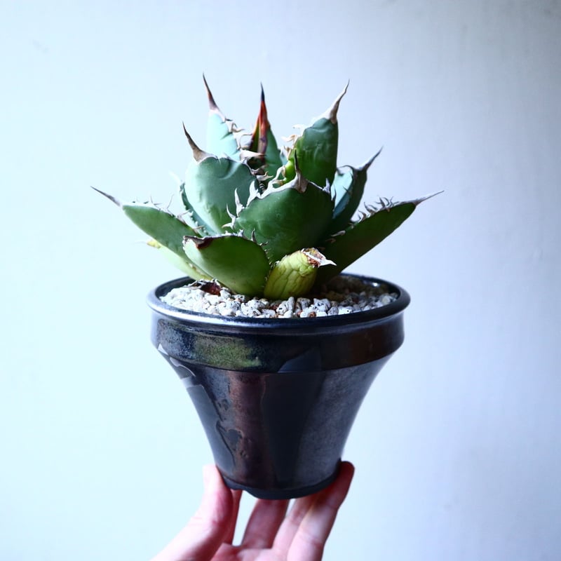 アガベ チタノタ Agave titanota no.121519 | 芽の巣山