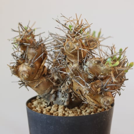Othonna euphorbioides   no.921-8