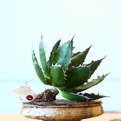Agave horrida / Style of Chika   no.1015/40