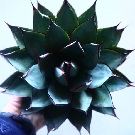 アガベ　ブルーグロー Agave 'Blue Glow'   no.20908