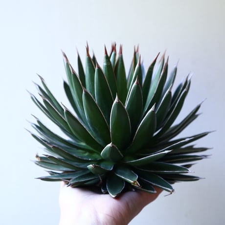 アガベ   オカヒー  Agave ocahui    no.111029