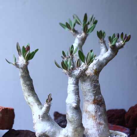パキポディウム ブレビカリックス     Pachypodium densiflorum var. brevicalyx    no.42696