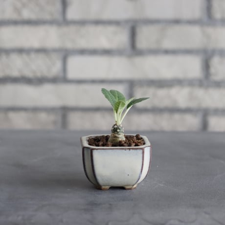 Dorstenia foetida × 陶器鉢(2.5号)  no.921/38