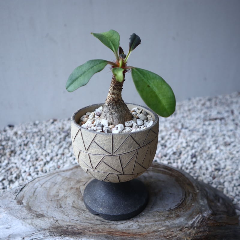 ユーフォルビア ラメナ Euphorbia ramena no.122213 |