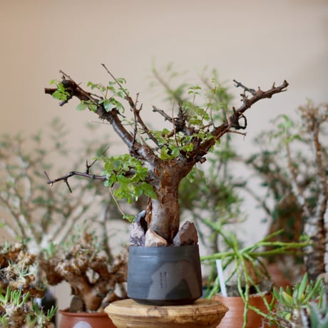 Commiphora boranensis × N/OH (4号)  no.1101-3