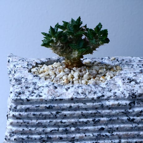 ユーフォルビア   トゥレアレンシス  Euphorbia tulearensis   No.025