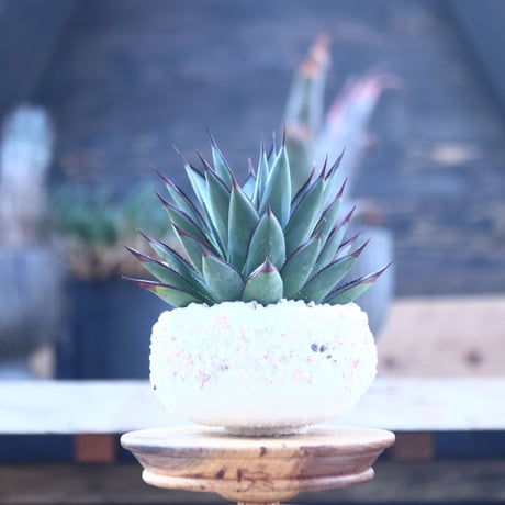 アガベ　ブルーグロー Agave 'Blue Glow'    no.22809