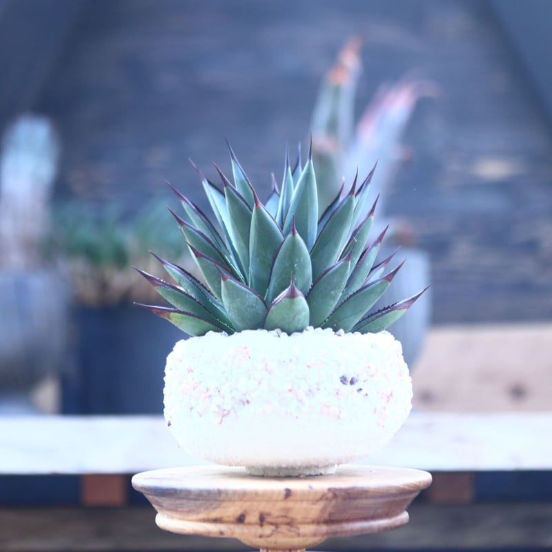 アガベ ブルーグロー Agave 'Blue Glow' no.22809 | 芽の巣山 アガベ ブルーグロー Agave 'Blue Glow' no.22809 | 芽の巣山