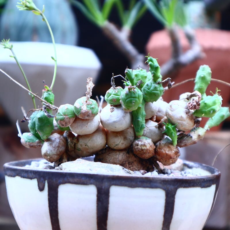ユーフォルビア グロボーサ／Euphorbia globosa no.71822 | 芽の巣山