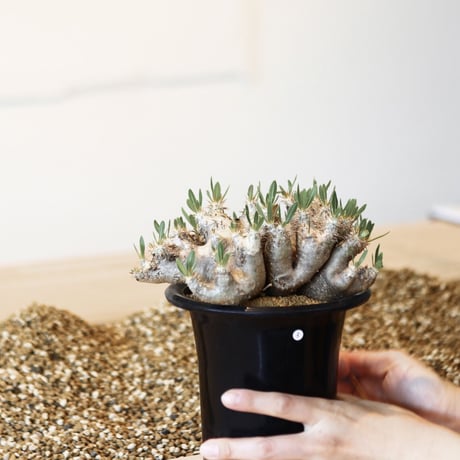 パキポディウム ブレビカリックス / Pachypodium densiflorum var. brevicalyx      no.41603