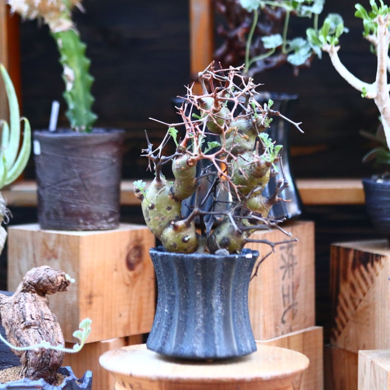 ペラルゴニウム クリズミフォリウム／Pelargonium crithmifolium