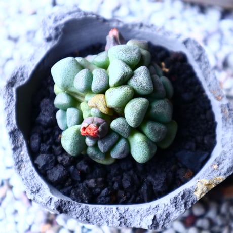 アロイノプシス  スクーネーシー   Aloinopsis schooneesii   no.12624