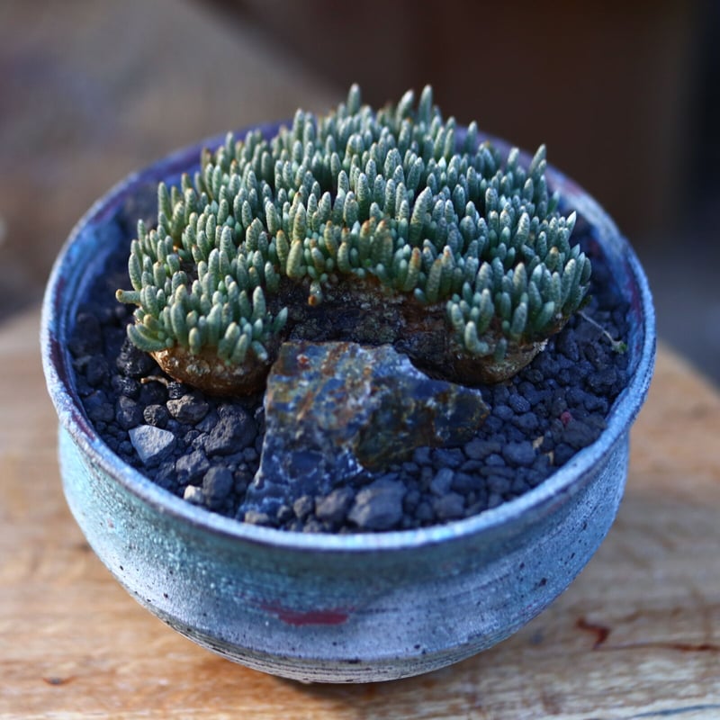 アボニア クイナリア アルストニー 赤花／Avonia quinaria ssp.