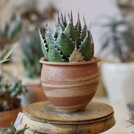 Agave horrida × N/OH (3.5号)  no.104/14