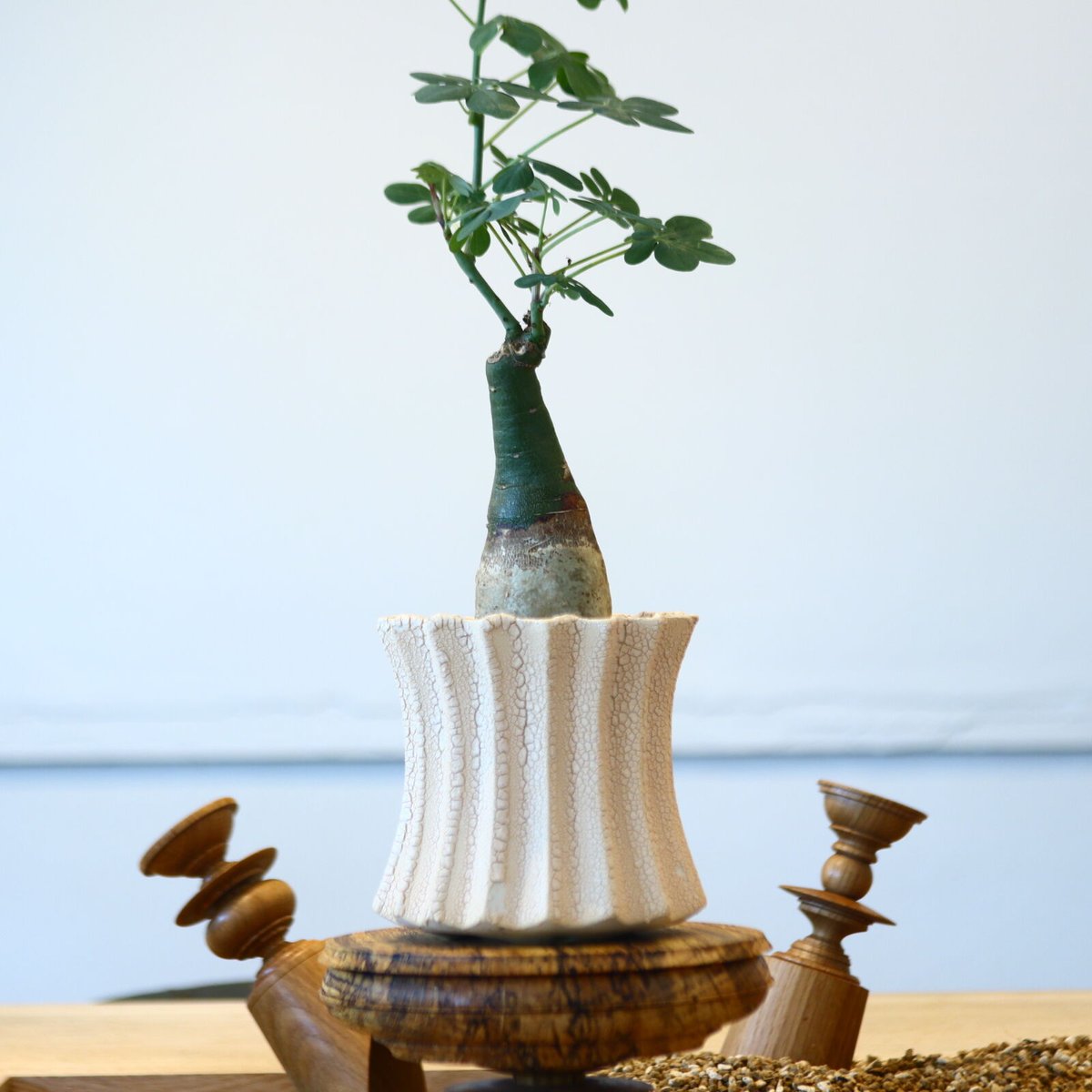 アデニア グラウカ / Adenia glauca no.73052 | 芽の巣山