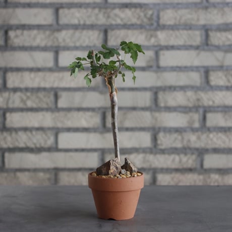 Bursera fagaroides × YAMABACHI (3号)  no.621/26