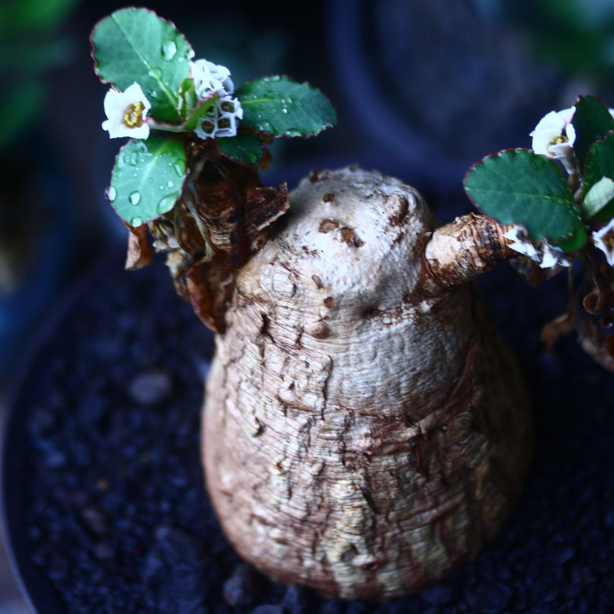 ユーフォルビア プリムリフォリア Euphorbia primulifolia no.6