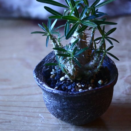 パキポディウム  カクチペス 実生  Pachypodium rosulatum var. cactipes　no.70528
